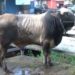 Berat 800 Kg, Sapi Qurban Terbesar di Bontang ini Dibandrol Rp 42 juta