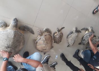 Polisi Ungkap Perdagangan Penyu Langka, Warga Bontang Kuala Ditangkap