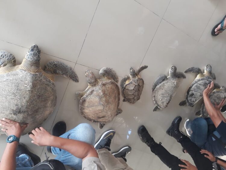 Polisi Ungkap Perdagangan Penyu Langka, Warga Bontang Kuala Ditangkap