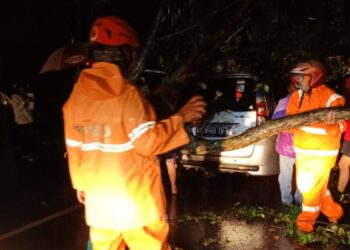 Banyak Potensi Pohon Tumbang, Kota Taman Butuh Tim Kadaka Penjaga Pepohonan Kota