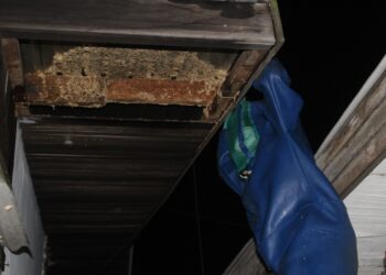 Siaga 24 Jam, Hingga Oktober Disdamkartan Bontang Musnahkan 72 Sarang Tawon