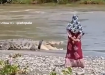 Viral, Lama Tak Terlihat Buaya Berkalung Ban Kembali Curi Perhatian