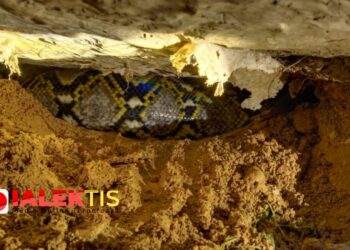 Usai Hujan Piton Muncul di Selokan, Kagetkan Warga Pinisi 2