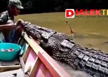 Viral, Mengukur Kembali Panjang Buaya Riska