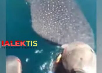 Hiu Paus Kembali Muncul di Perairan Bontang, Datangi Kapal Pemancing