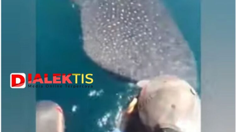 Hiu Paus Kembali Muncul di Perairan Bontang, Datangi Kapal Pemancing