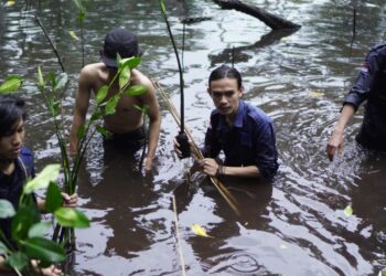 Peringati Milad ke-10, Mapala Stitek Tanam 250 Pohon Bakau