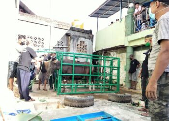 Potong Hewan Kurban, Masjid Al Ikhlas Loktuan Terapkan Protokol Kesehatan