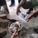 Heboh, BKSDA Temukan Sup Buaya di Lokasi TKA China