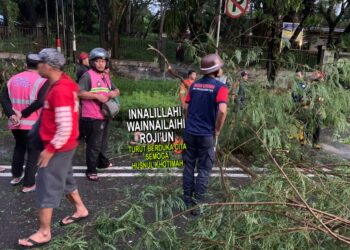 Brakk! Satu Pengendara Motor Tertimpa Pohon Tumbang di Kawasan Ringroad Sempaja