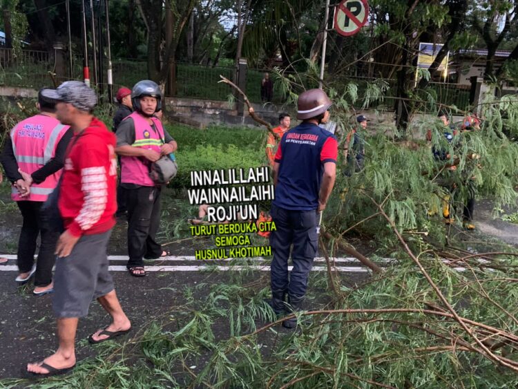 Brakk! Satu Pengendara Motor Tertimpa Pohon Tumbang di Kawasan Ringroad Sempaja