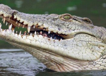 Teriak Minta Tolong, Kronologi Bocah Kampung Mandar Diterkam Buaya