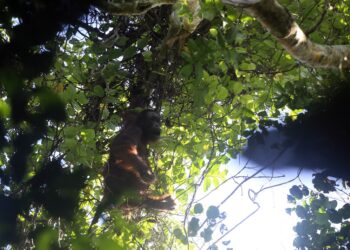 Prevab TNK, Hutan Habitat Orang Utan Itu Terancam Perambahan