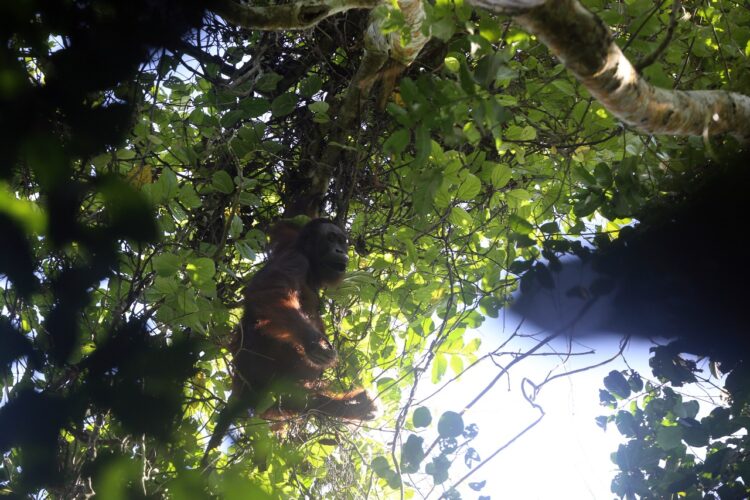 Prevab TNK, Hutan Habitat Orang Utan Itu Terancam Perambahan
