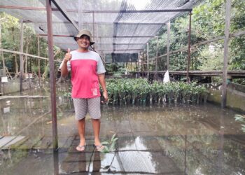 Kisah Kelompok Mangrove Teluk Bangko, Menanam Harapan di Pesisir Loktuan