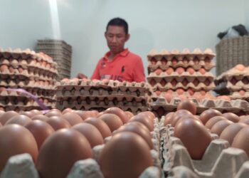 Harga Telur di Bontang Meroket, Ukuran Jumbo 1 Rak Sudah Rp 61 Ribu