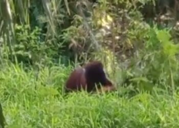 Viral Video Orangutan Masuk Perkebunan di Marangkayu, Bukti Habitat Rusak?