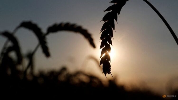 India Larang Ekspor Gandum, Ancaman Nyata Stabilitas Pangan Nasional