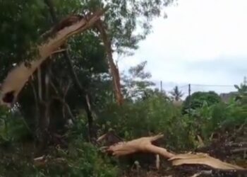 Pohon di Jalan Pipa Disambar Petir, Serpihan Kayu Rusak Rumah Warga