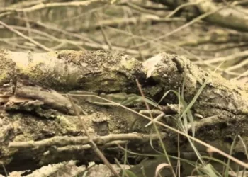 Misteri Syekh Siti Jenar