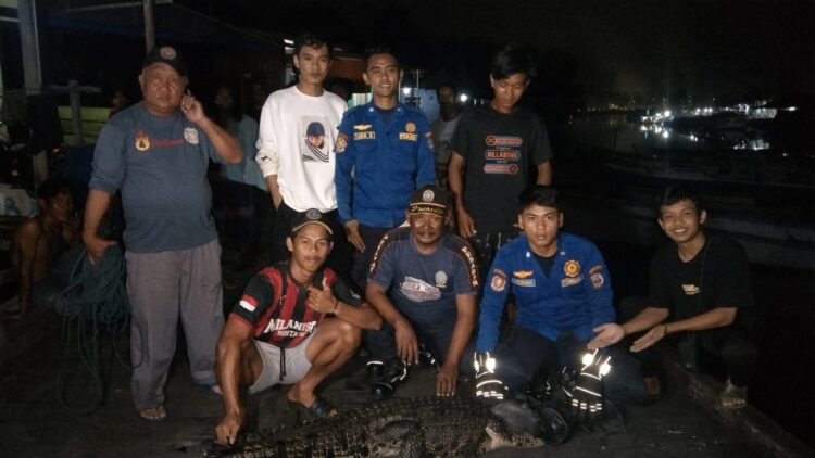 Perjuangan Petugas Evakuasi Buaya 2 Meter di Tj Limau, Dijerat dengan Tali