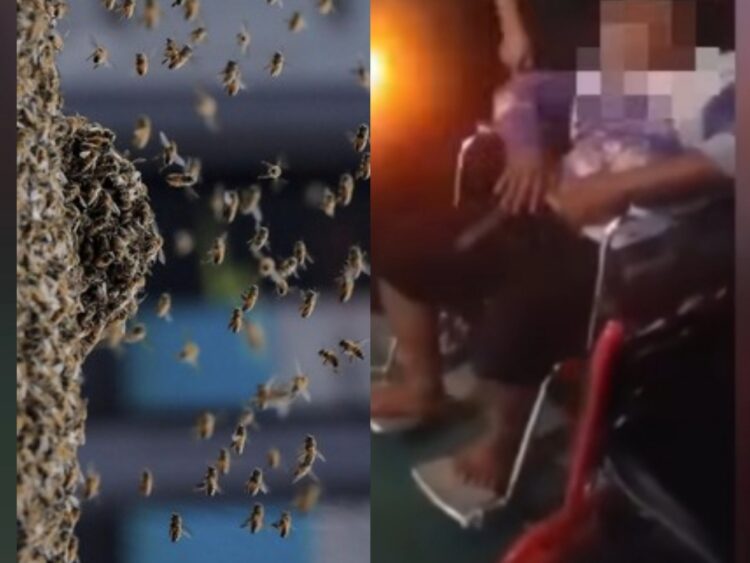 Dua Nelayan Guntung Diserang Kawanan Lebah Hutan