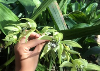 Perlu Upaya Penyelamatan, Kenali 4 Tanaman Endemik yang Terancam Punah di Indonesia