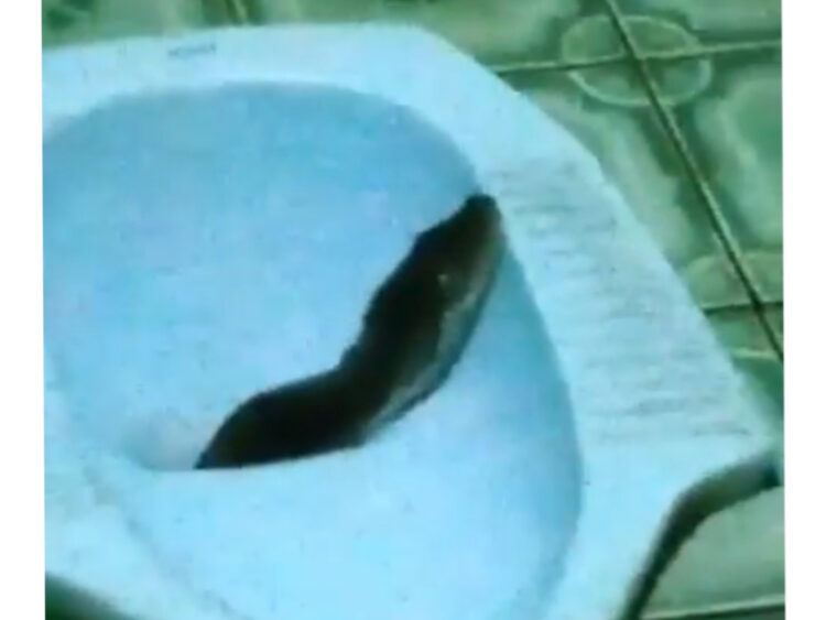 Kepala Piton Keluar dari Lubang WC Rumah di Lok Tuan, Damkar: Belum Dievakuasi