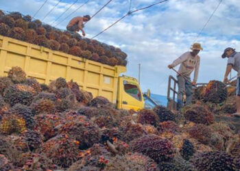 TBS Sawit di Kaltim Periode II-April 2023 Naik Rp 28,23/Kg, Intip Harganya