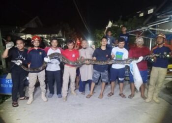 Piton Mangsa Kucing Bikin Geger Warga Jalan Habibon, Damkar Turun Tangan