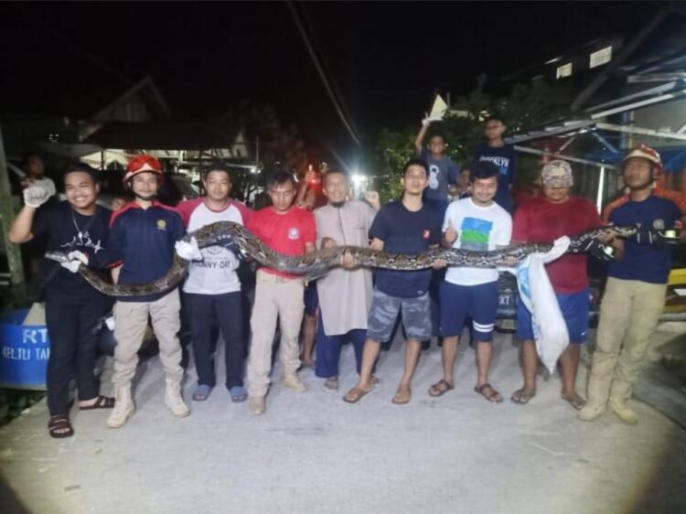 Piton Mangsa Kucing Bikin Geger Warga Jalan Habibon, Damkar Turun Tangan