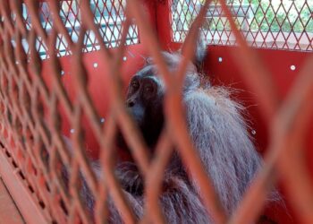 Evakuasi Induk dan Bayi Orang Utang di Simpang Perdau, Masuk Perkebunan