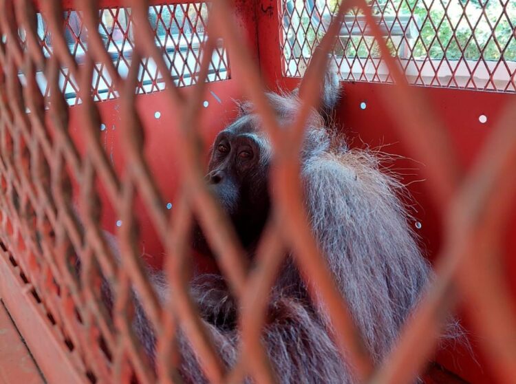 Evakuasi Induk dan Bayi Orang Utang di Simpang Perdau, Masuk Perkebunan