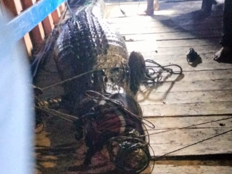 Diterkam Saat Cari Siput di Sungai, Warga Sangkulirang Ditemukan dalam Perut Buaya