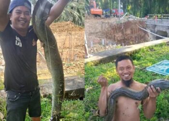 Heboh, Warga Dapat Puluhan Ikan Sidat Ukuran Jumbo di Sungai HOP Bontang