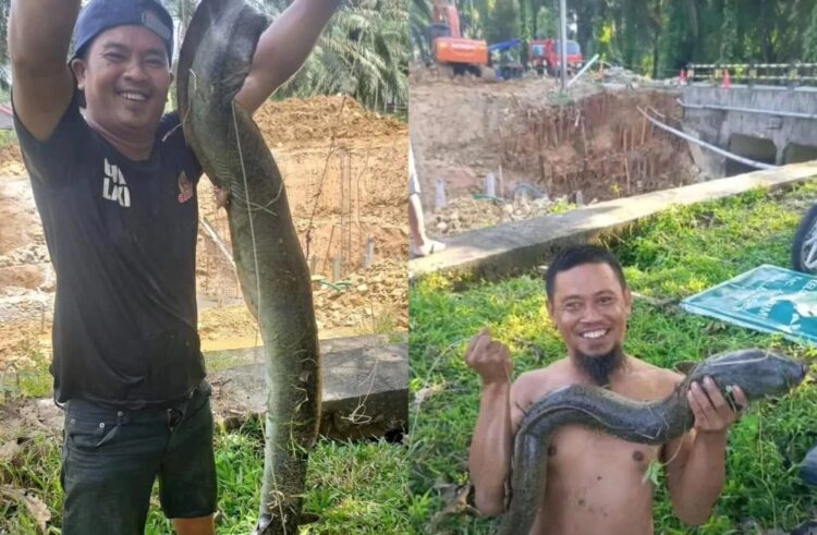 Heboh, Warga Dapat Puluhan Ikan Sidat Ukuran Jumbo di Sungai HOP Bontang