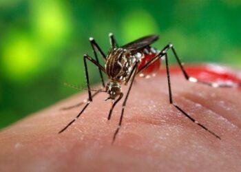 Mulai 5 September, Bontang Terapkan Inovasi Wolbachia untuk Cegah DBD