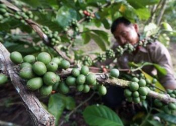 Peningkatan Kompetensi Budidaya Kopi, Pemkab Kukar Gandeng Puslikoka Jember