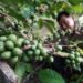 Peningkatan Kompetensi Budidaya Kopi, Pemkab Kukar Gandeng Puslikoka Jember