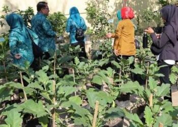Pekarangan Produktif, Wujud Kreativitas Warga Desa Karang Tunggal