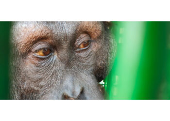 Dua Orangutan Kembali Dievakuasi dari Jalan di Bengalon, Nyaris Ditabrak Mobil