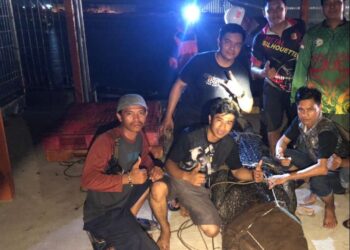 BKSDA Kembali Evakuasi Buaya Muara di Guntung, Warga Sebut Buaya Ompong