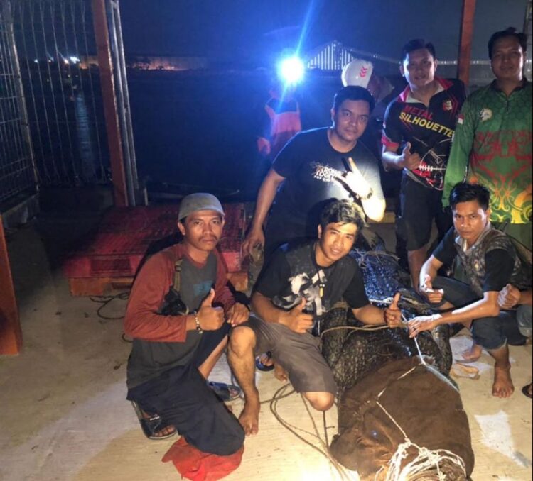 BKSDA Kembali Evakuasi Buaya Muara di Guntung, Warga Sebut Buaya Ompong