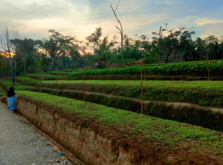 Kearifan Lokal Desa Sumbersari, Potensi Pertanian dan Holtikultura di Kaltim