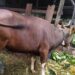 Potensi Lahan Eks Tambang di Sanga-Sanga untuk Pengembangan Peternakan Sapi