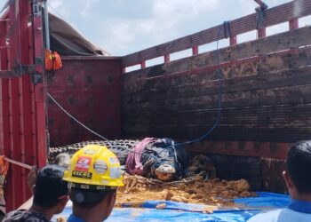 3 Buaya di Penangkaran Teritip Dipindahkan ke LK Satwa Gunung Bayan Lestari