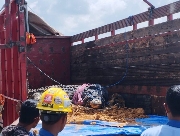 3 Buaya di Penangkaran Teritip Dipindahkan ke LK Satwa Gunung Bayan Lestari