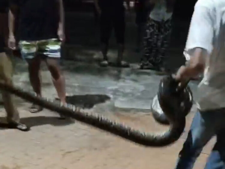 Siapkan Hotline 112, Warga Diimbau Tak Sembarangan Tangkap Ular