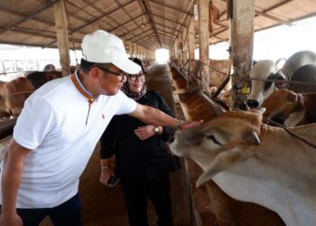 Praktik Baik di Peternakan Terintegrasi Balaraja: Sholawat Diperdengarkan di Kandang Sapi