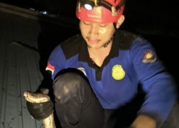 Piton 4 Meter Dievakuasi Damkar dari Plafon Warga Jalan Parikesit Bontang Baru